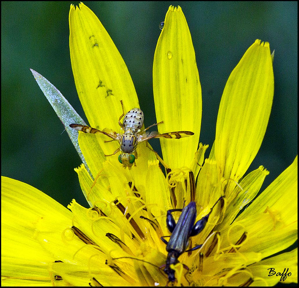 Di che tipo di mosca si tratta ?
